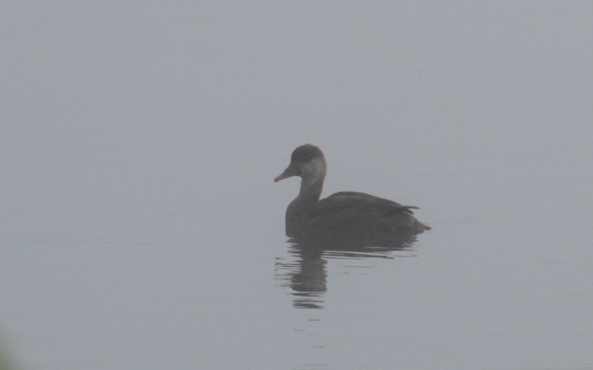 Red-crested Pochard - ML20211541