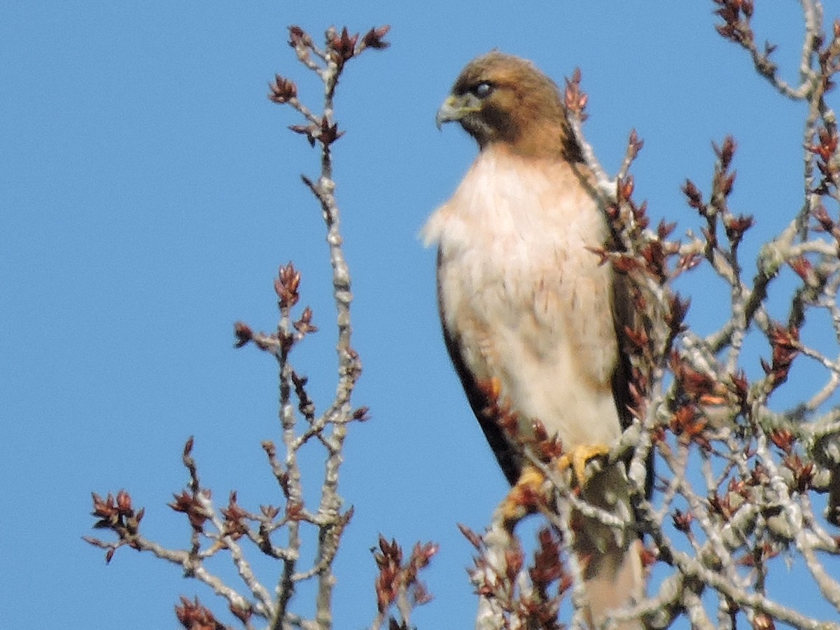 Red-tailed Hawk - ML202116191
