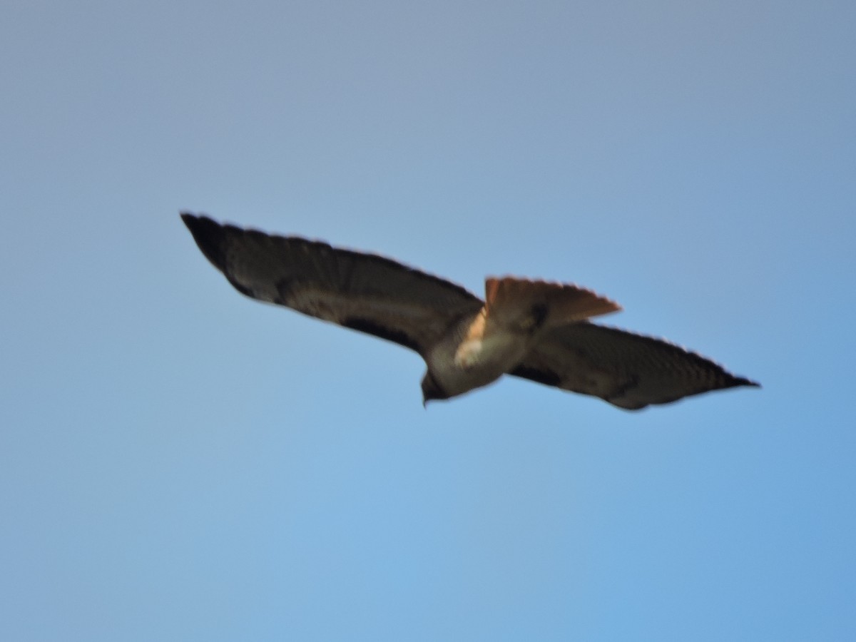 Red-tailed Hawk - ML202116231