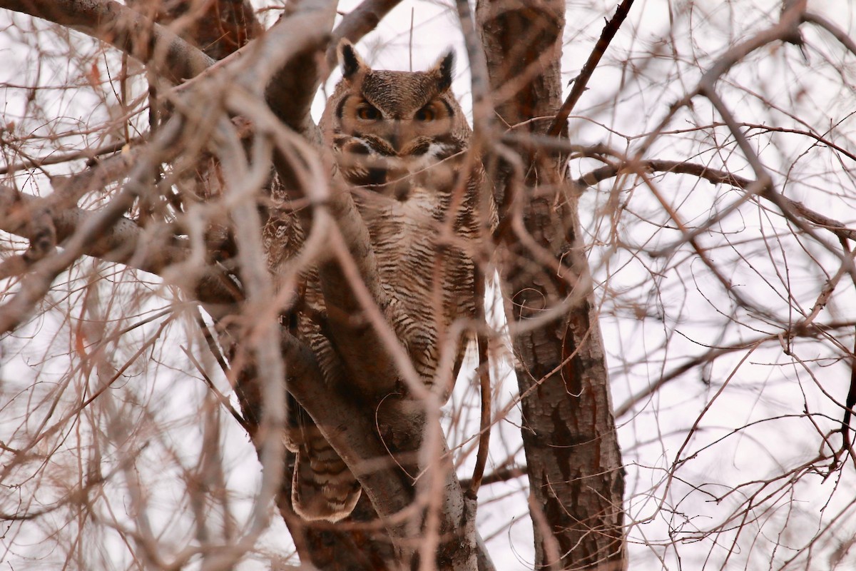 Great Horned Owl - ML202116491