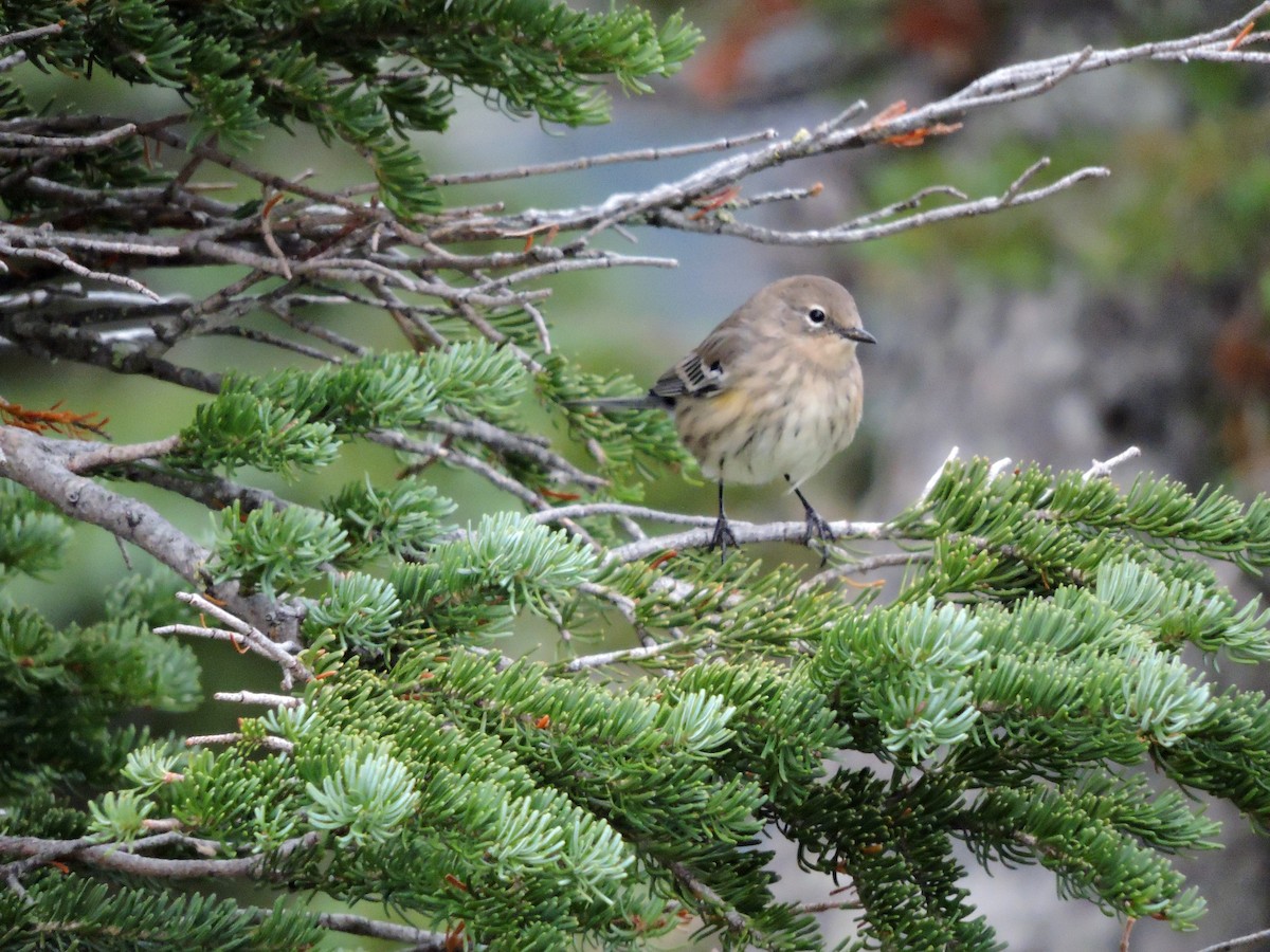 Yellow-rumped Warbler (Audubon's) - ML20211851