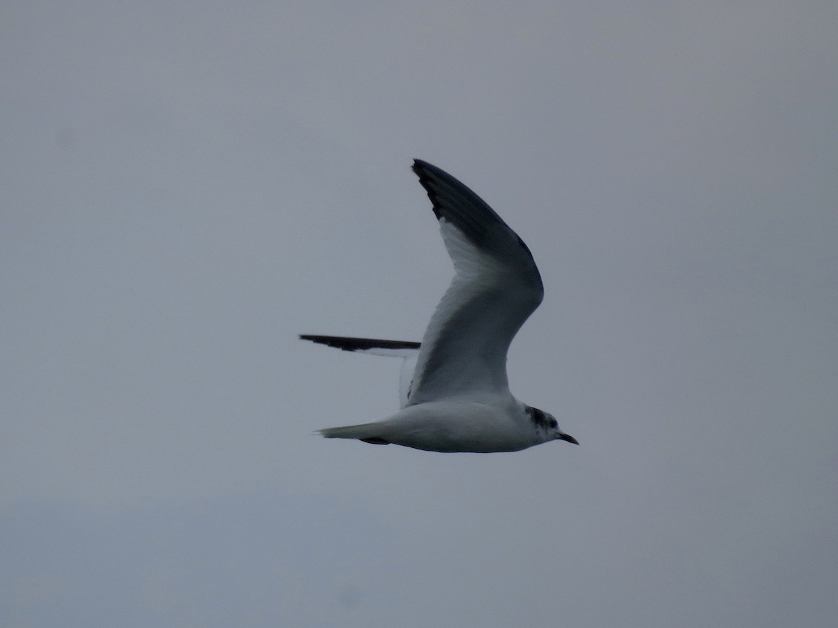 Sabine's Gull - ML20211861