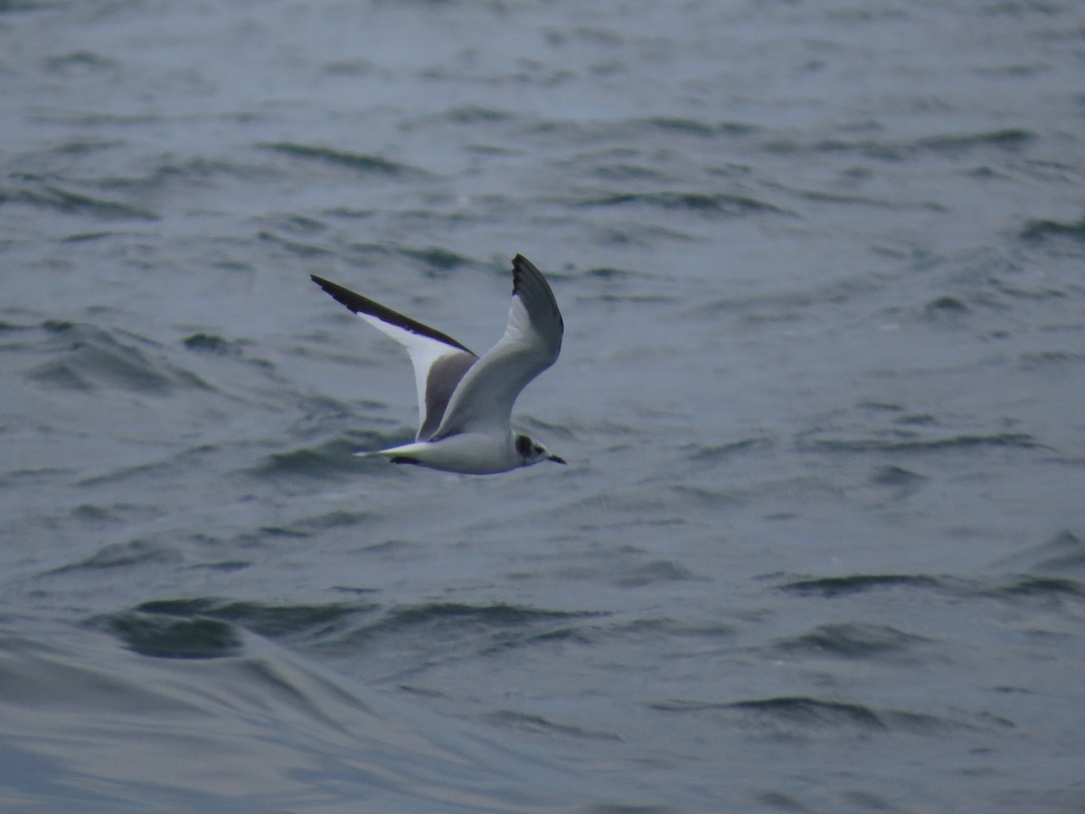 Sabine's Gull - John van Dort