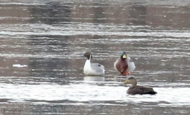 Northern Pintail - ML202119011