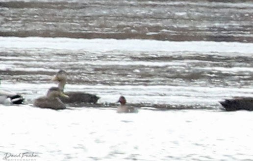 Green-winged Teal - ML202119071