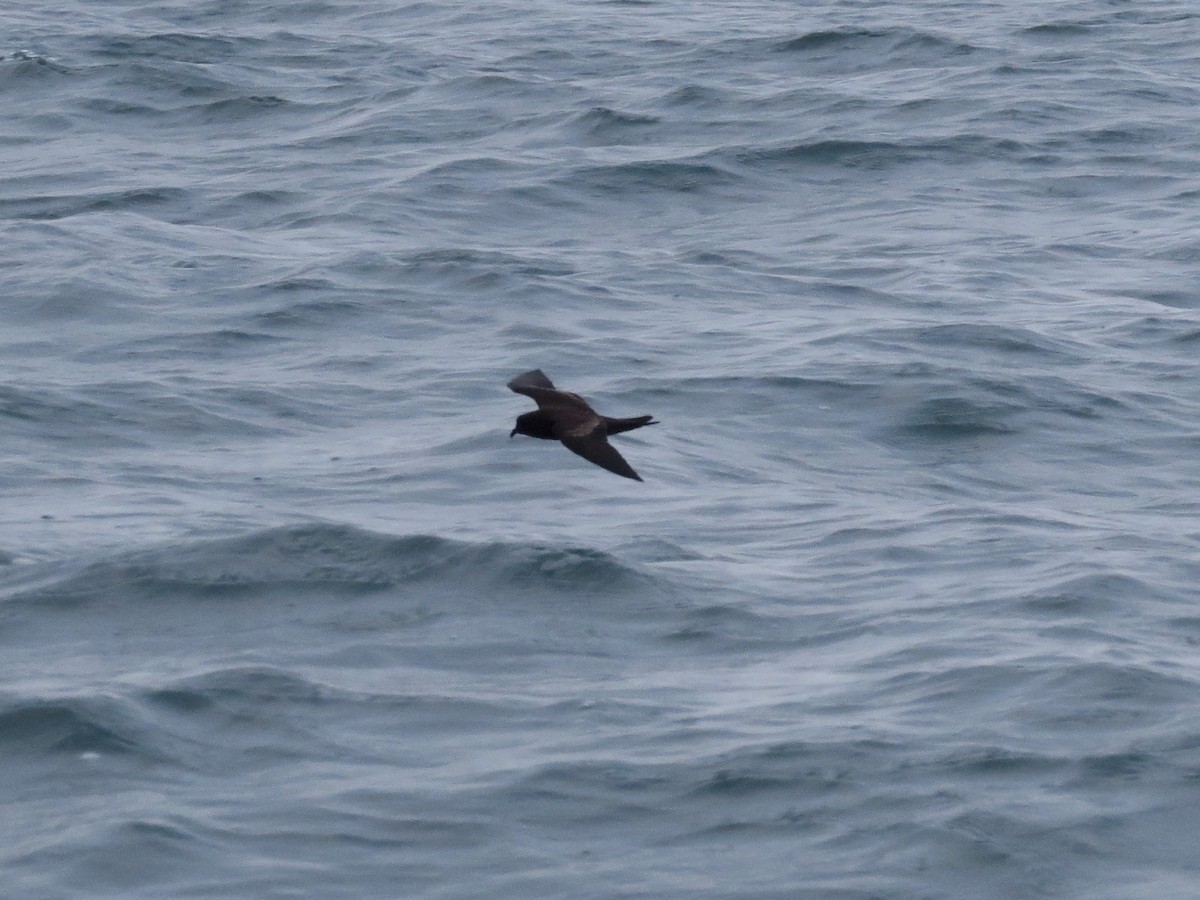 Black Storm-Petrel - John van Dort