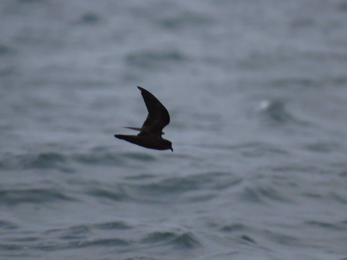 Least Storm-Petrel - John van Dort