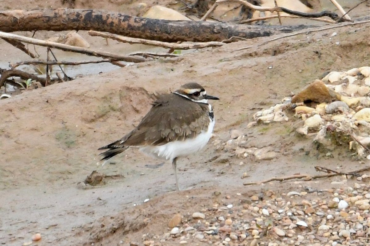 Killdeer - Jerry Chen