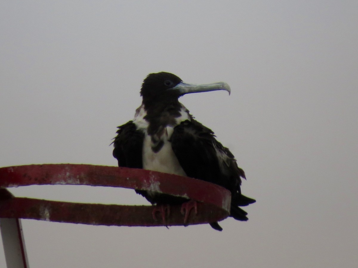 Magnificent Frigatebird - ML20212001