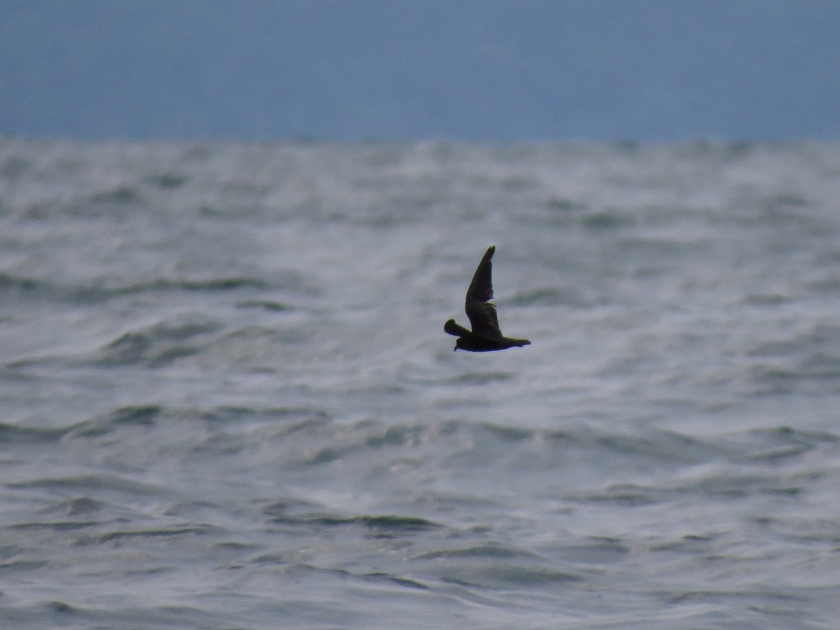 Least Storm-Petrel - John van Dort