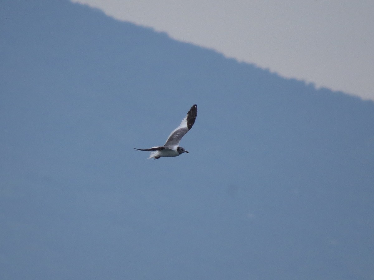 Sabine's Gull - ML20212021