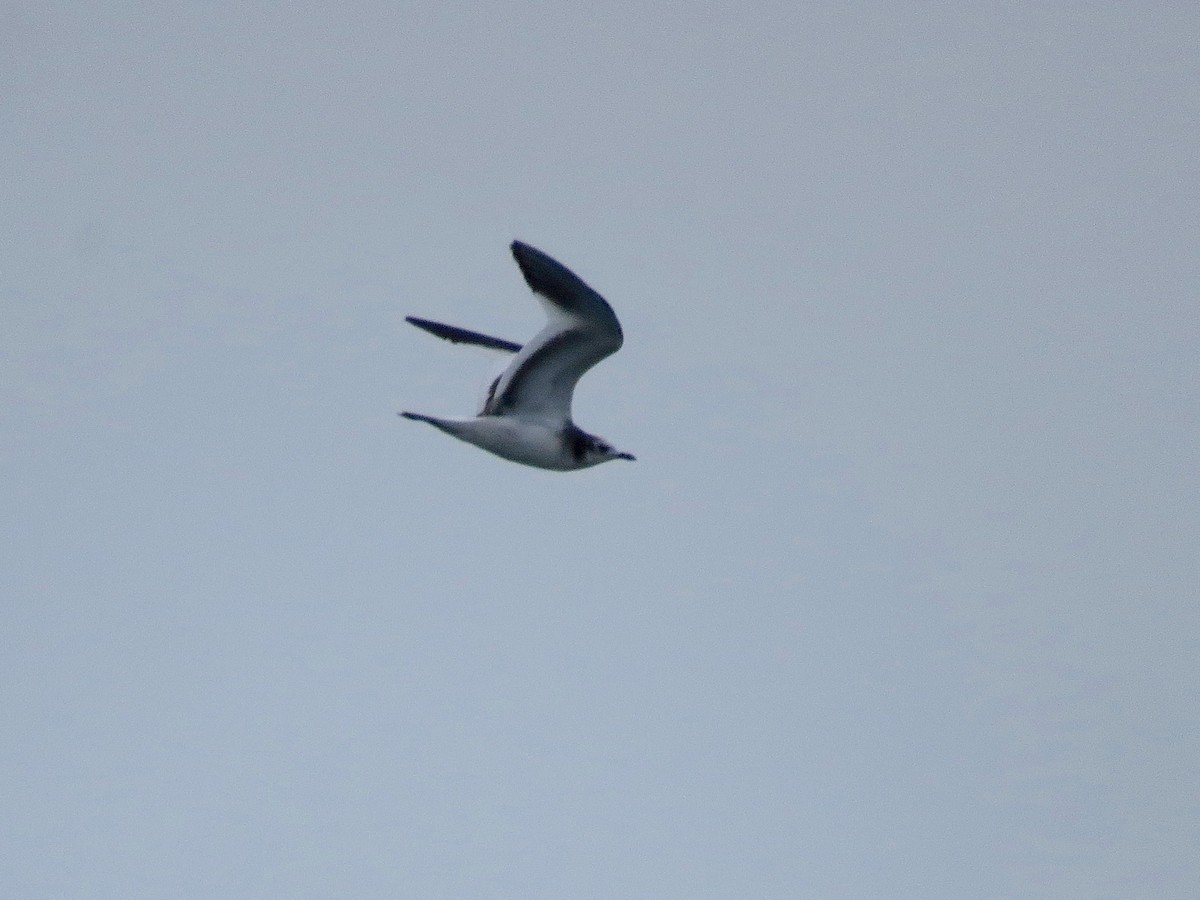 Sabine's Gull - John van Dort