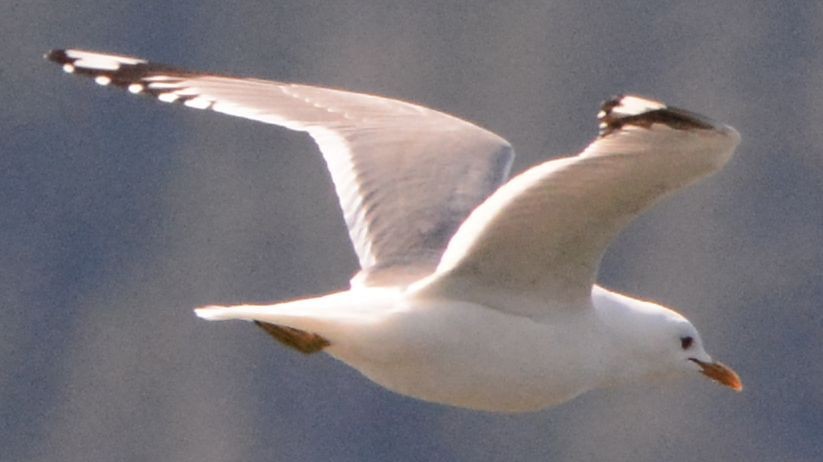 Short-billed Gull - ML202120681