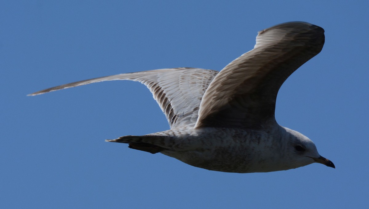 Short-billed Gull - ML202120721