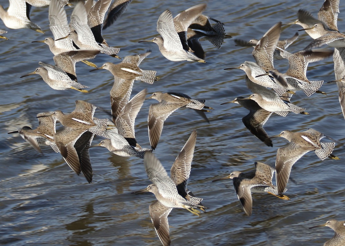 Long-billed Dowitcher - Louis Hoeniger