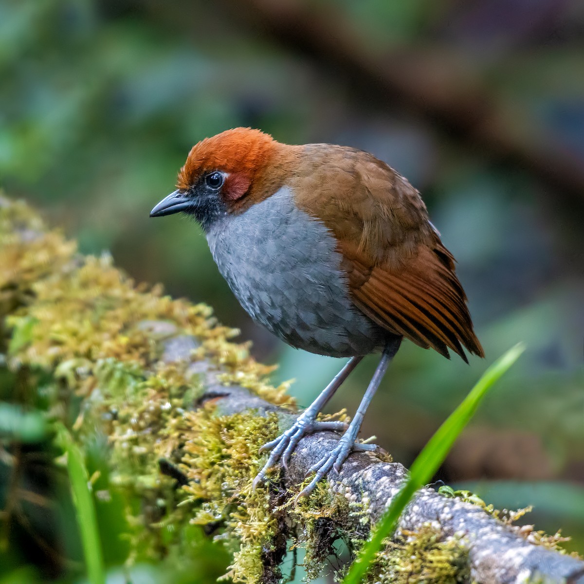 Chestnut-naped Antpitta - Vayun Tiwari