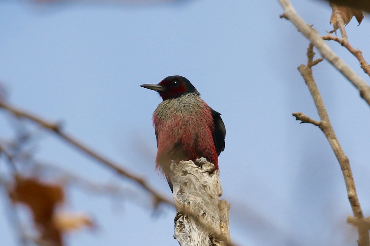 Lewis's Woodpecker - Victor Stoll