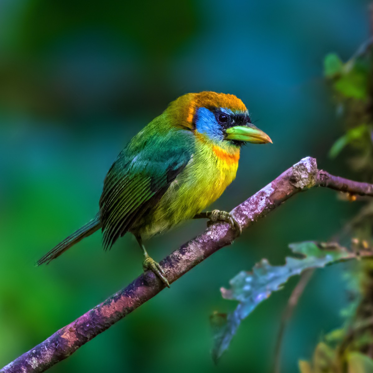 Red-headed Barbet - ML202122511