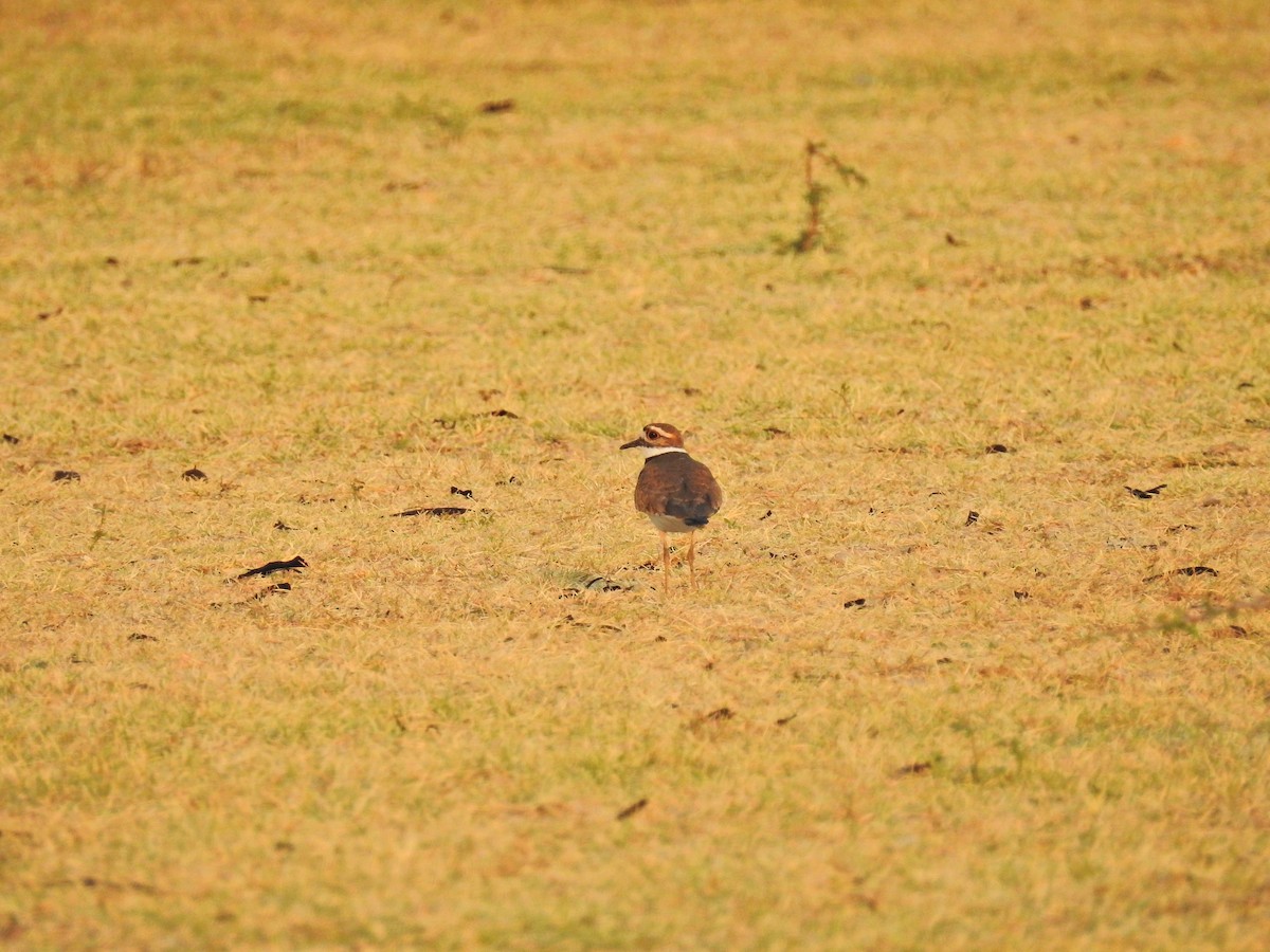 Killdeer - Nicola Cendron