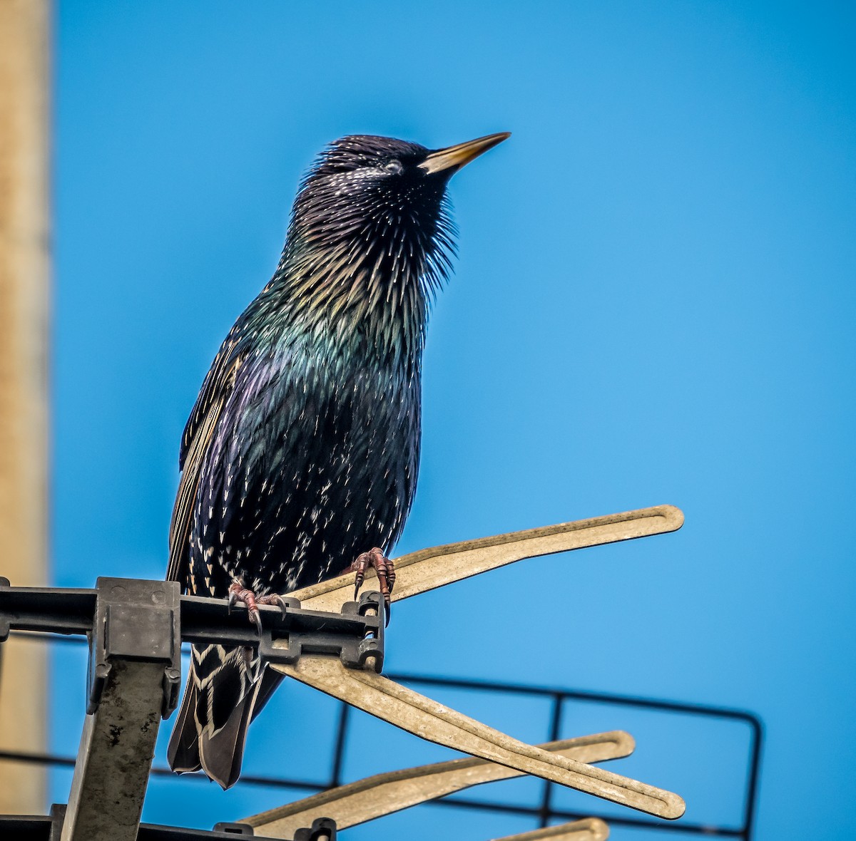 European Starling - Donavin de Jager