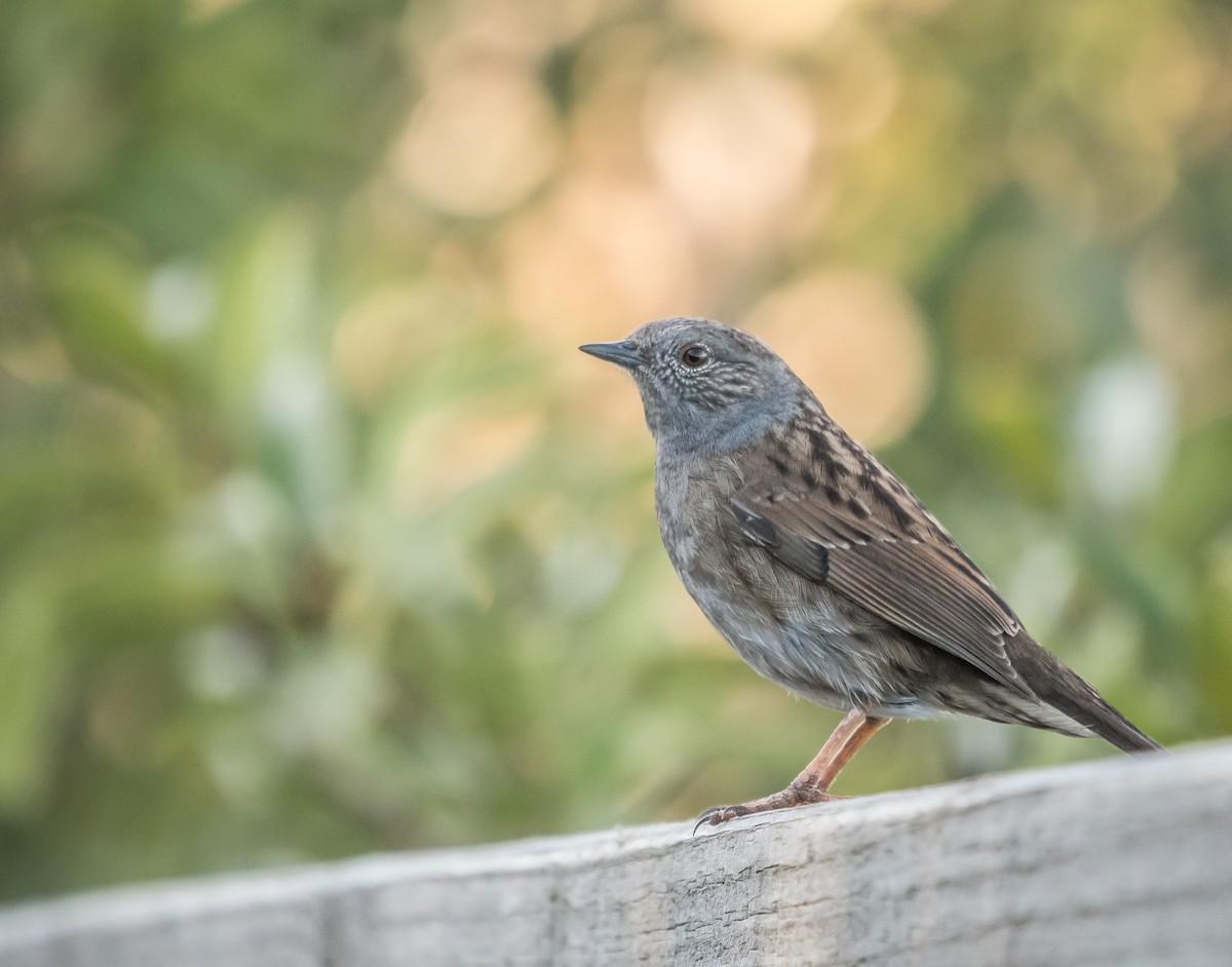 Dunnock - Donavin de Jager