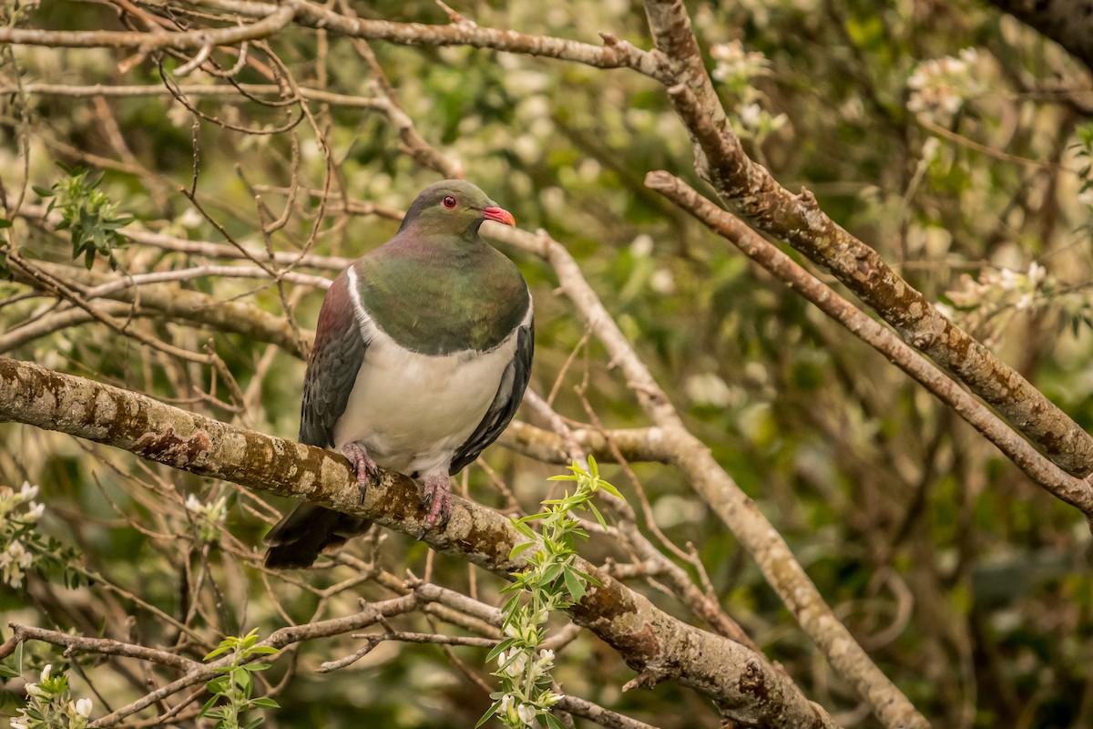 New Zealand Pigeon - ML202128081