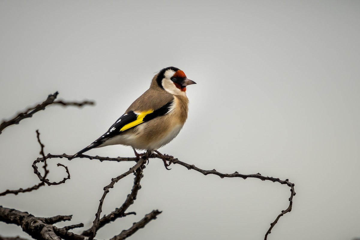 European Goldfinch - Donavin de Jager