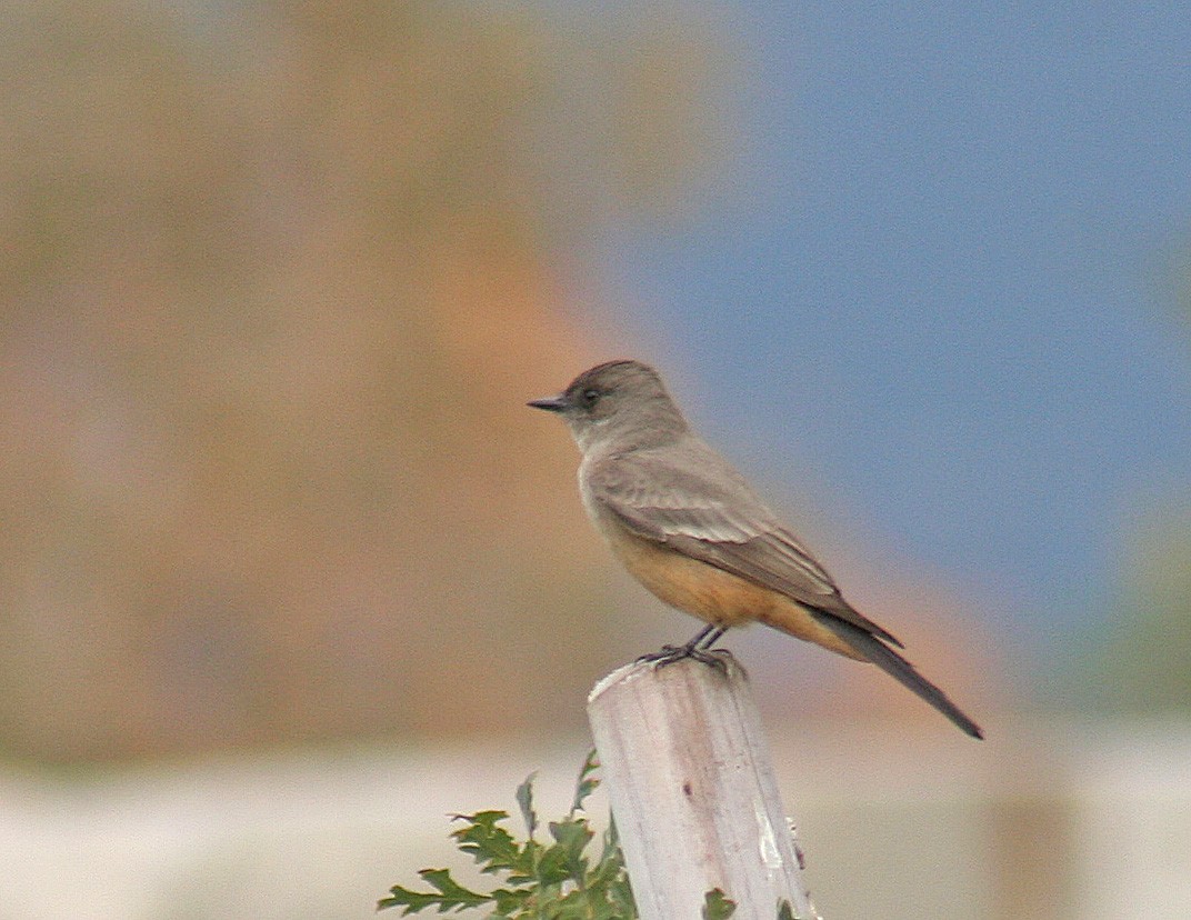 Say's Phoebe - ML202128691