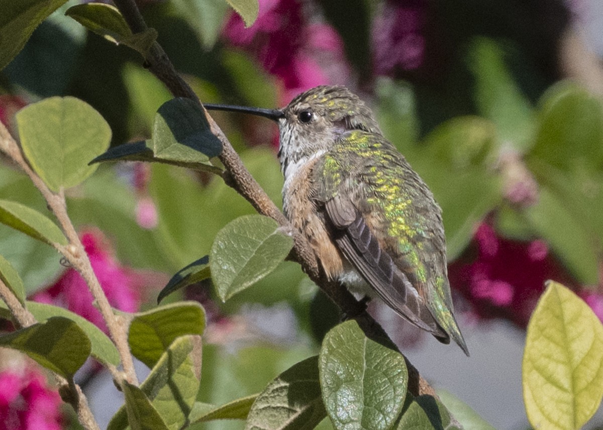 Rufous Hummingbird - ML202130071
