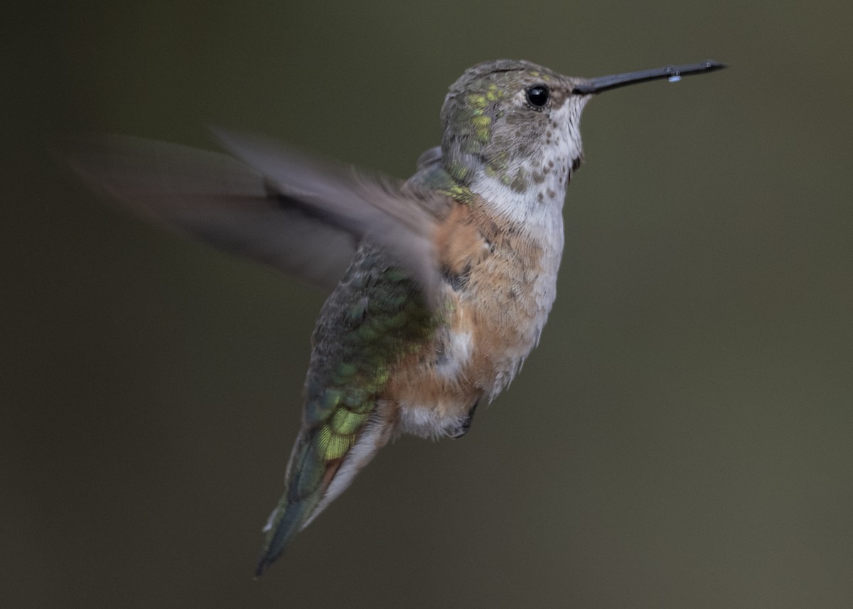 Rufous Hummingbird - Michael Linz