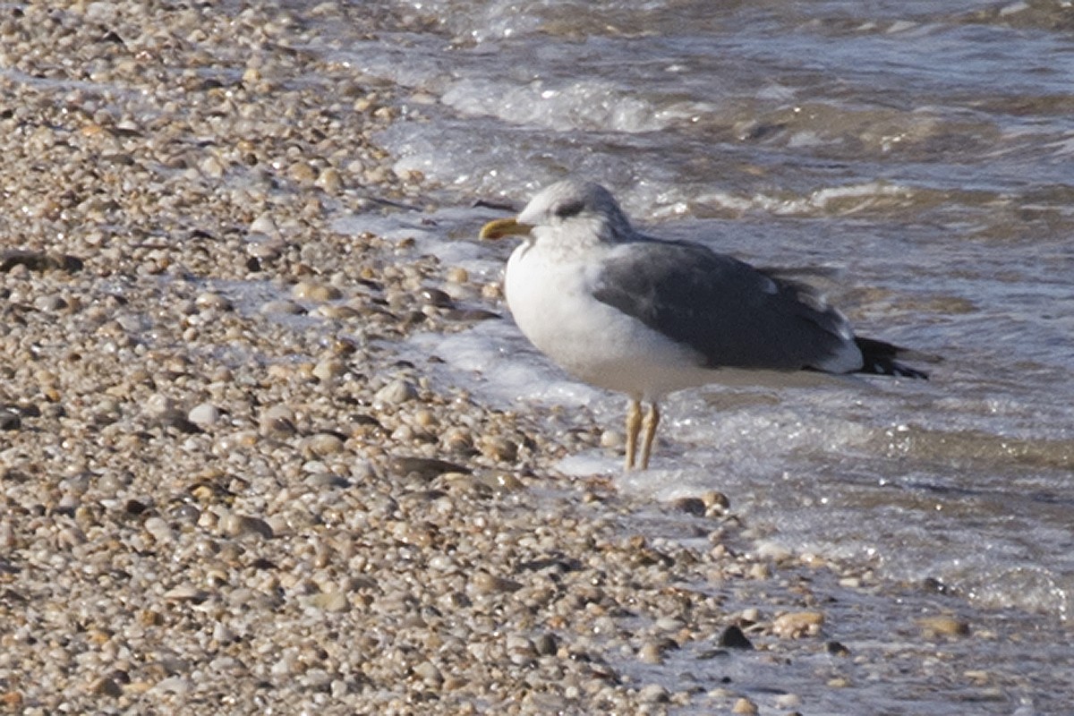 American Herring x Lesser Black-backed Gull (hybrid) - ML202130251