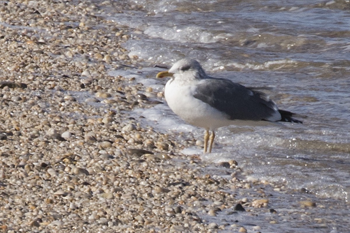 Herring x Lesser Black-backed Gull (hybrid) - Ernst Mutchnick