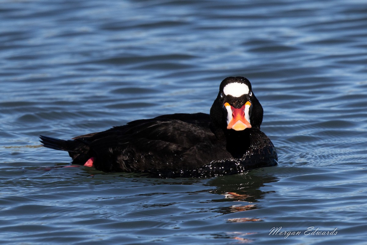 Surf Scoter - Morgan Edwards