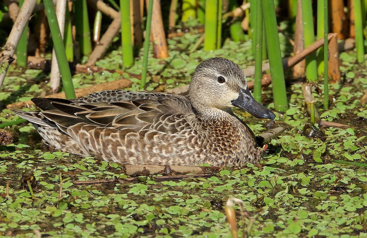 Blue-winged Teal - ML202131461