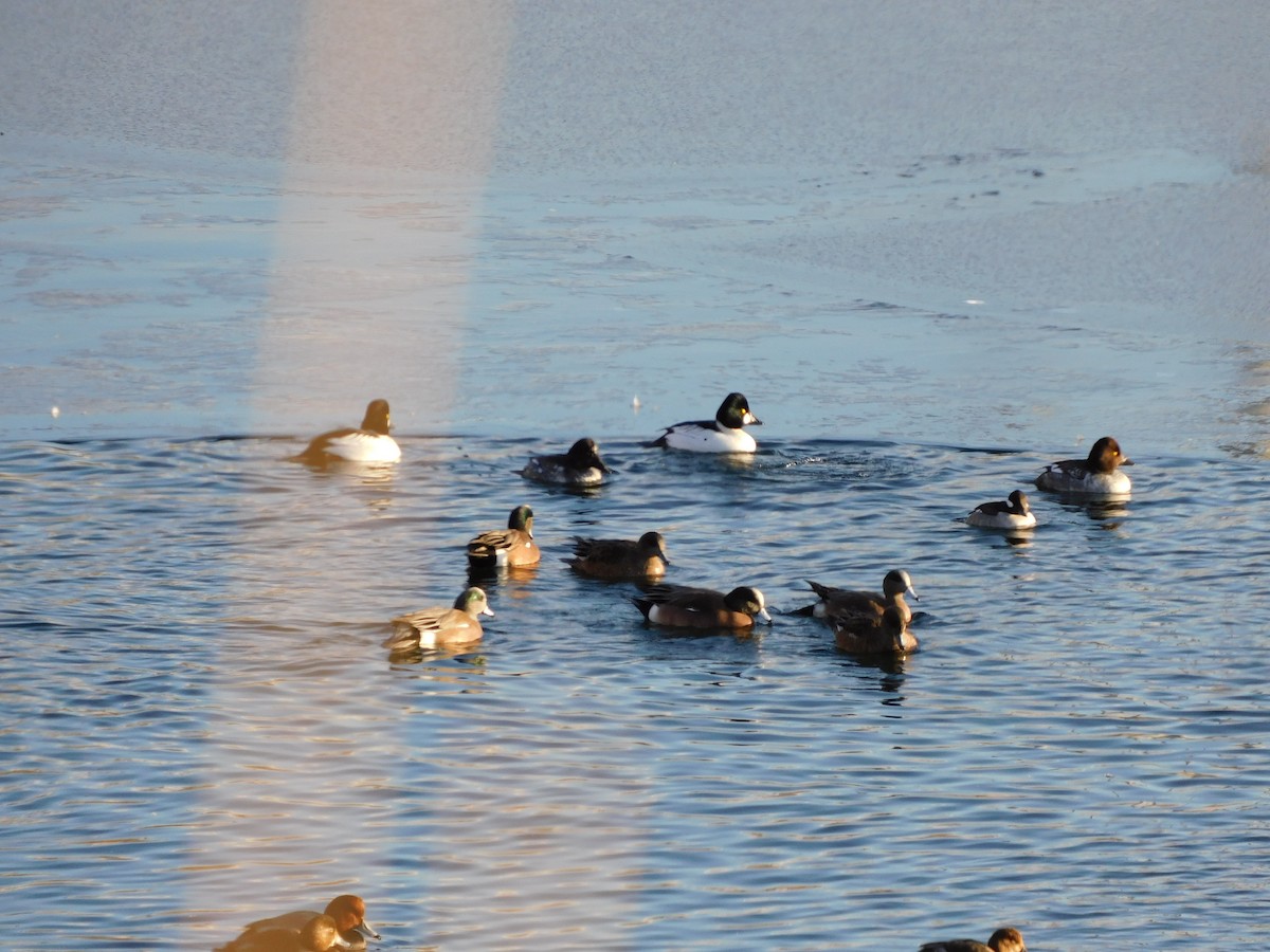 Common Goldeneye - ML202132681