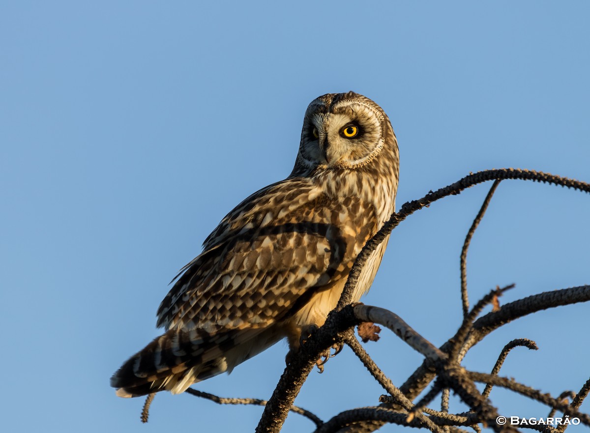 Short-eared Owl - Renato Bagarrão