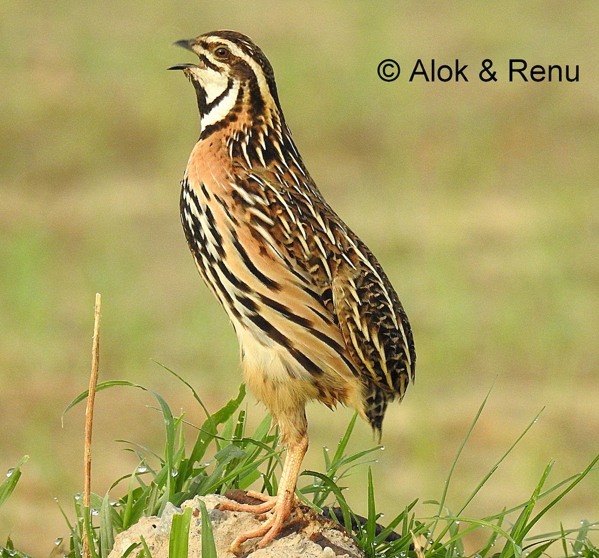 Rain Quail - ML202134811