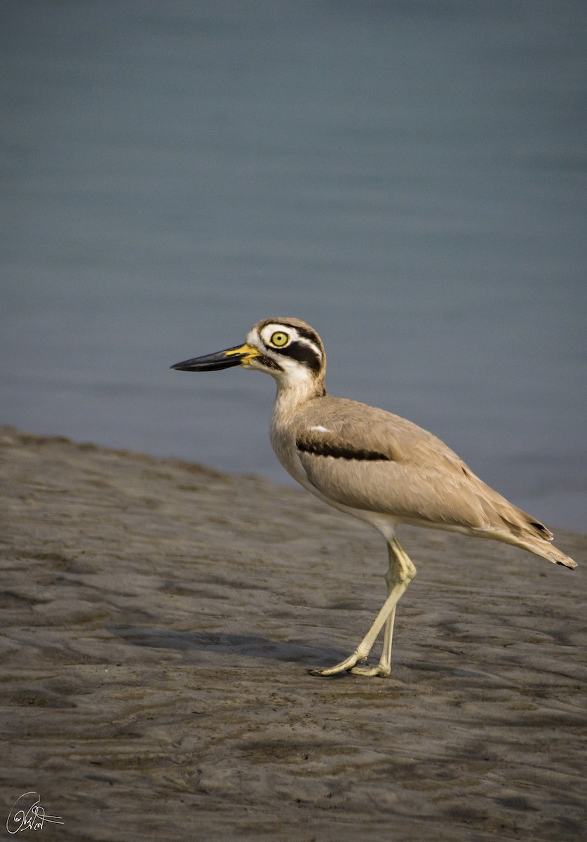 Great Thick-knee - Prasil Biswas