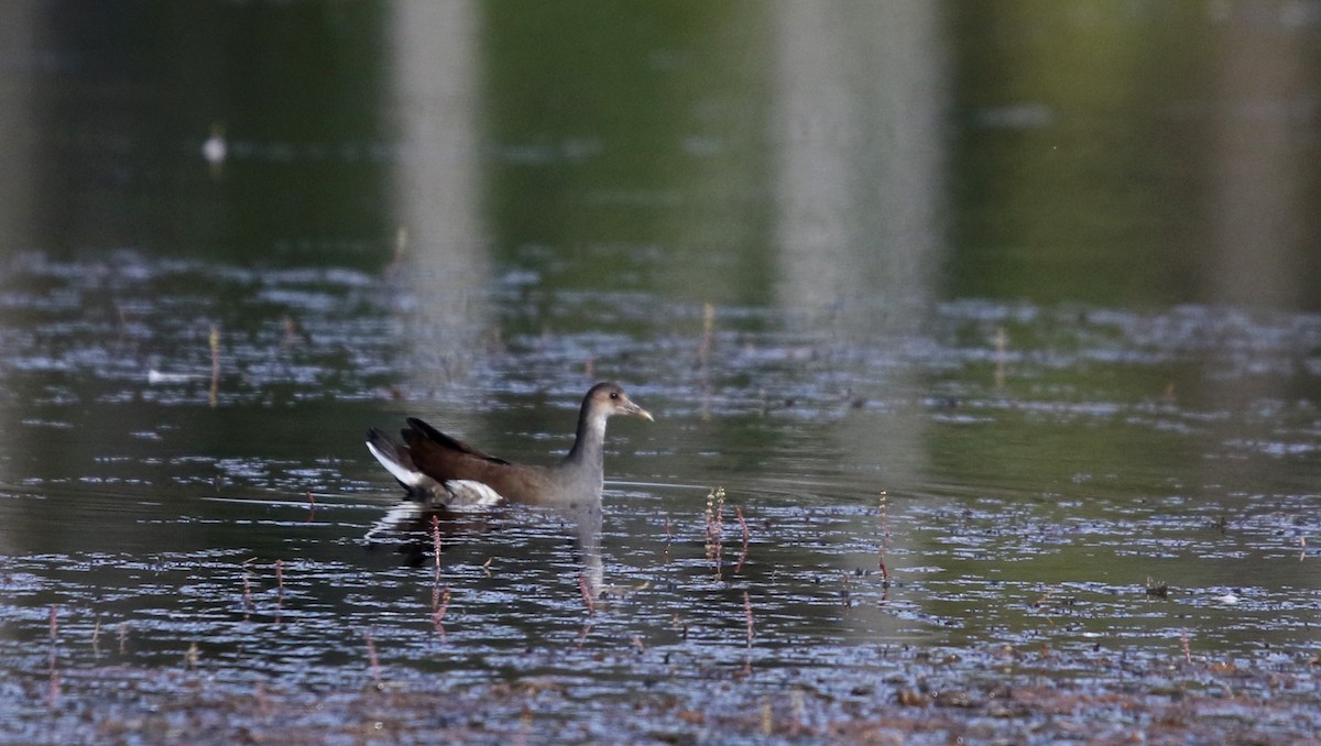 Common Gallinule - Jay McGowan