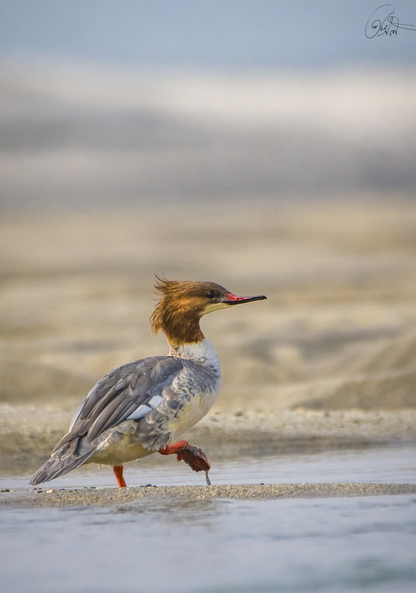 Common Merganser - ML202135541