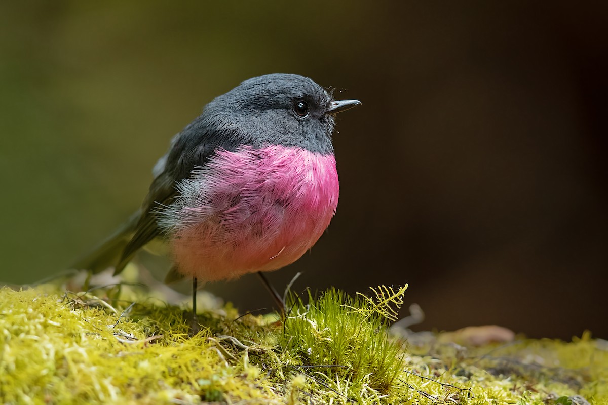 Pink Robin - JJ Harrison