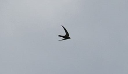 Pacific Swift - ML202136191