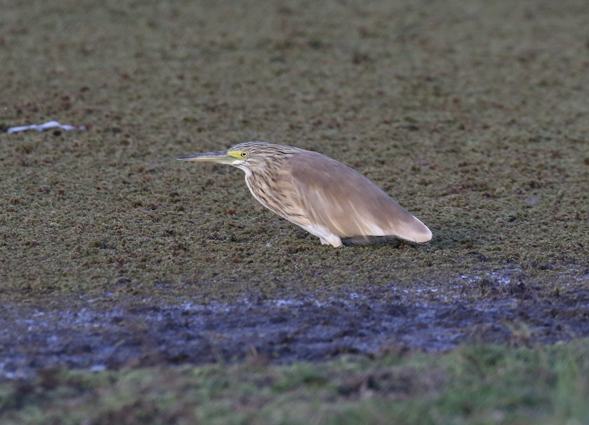 Squacco Heron - ML202136471