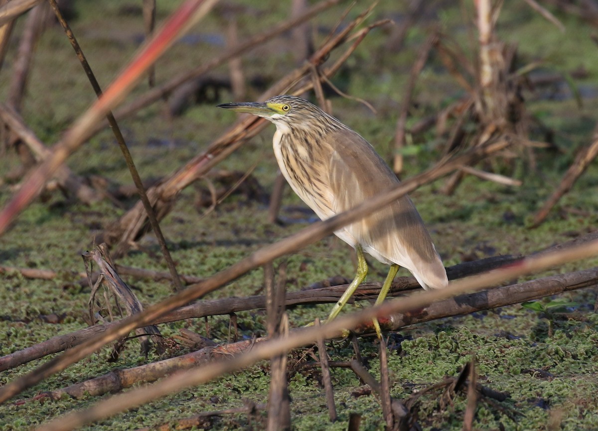 Squacco Heron - ML202136481