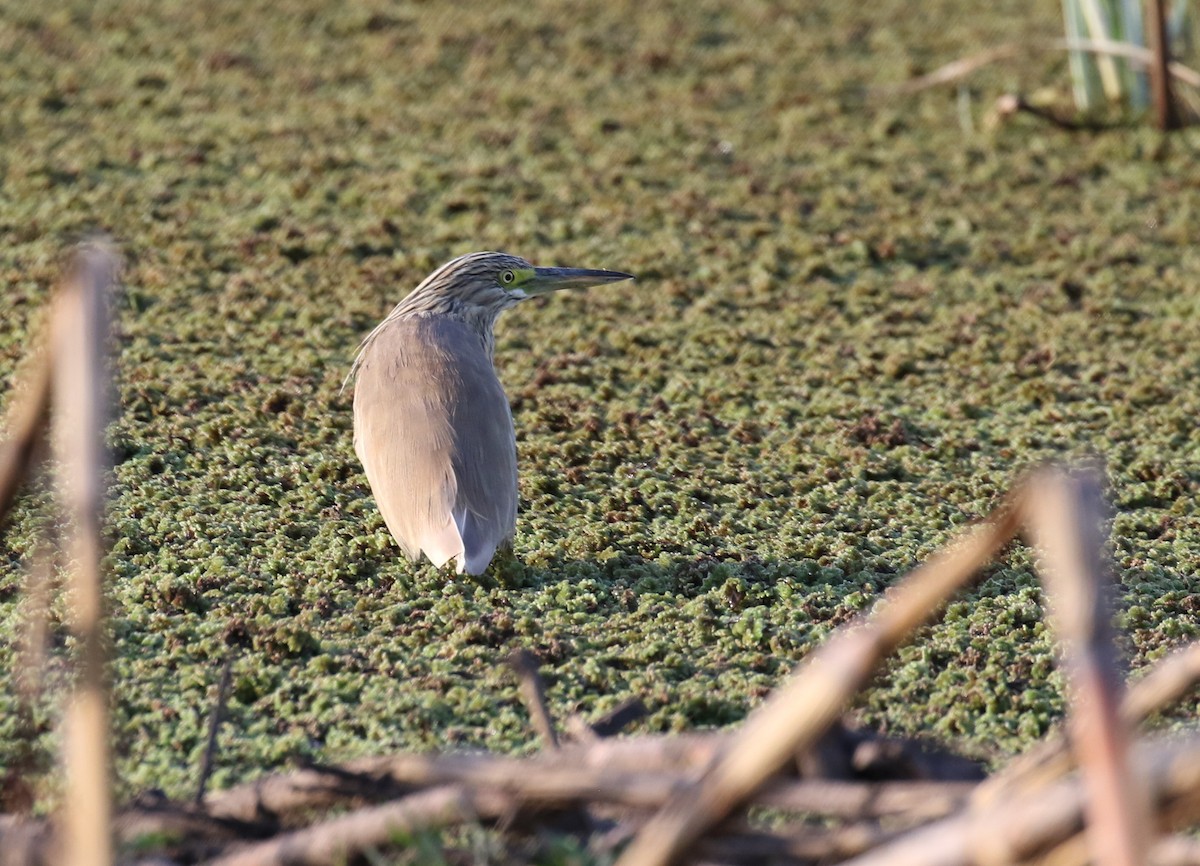 Squacco Heron - ML202136501