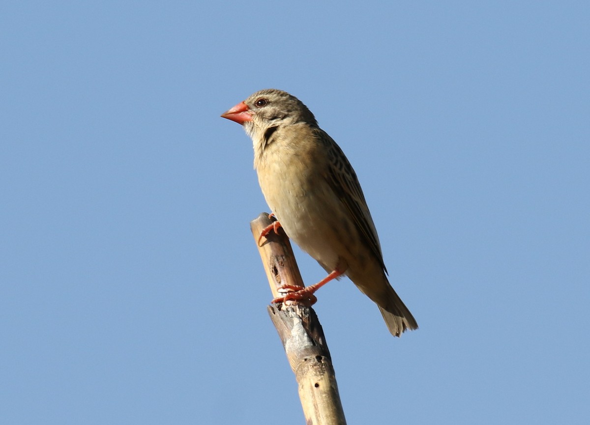 Red-billed Quelea - ML202136731