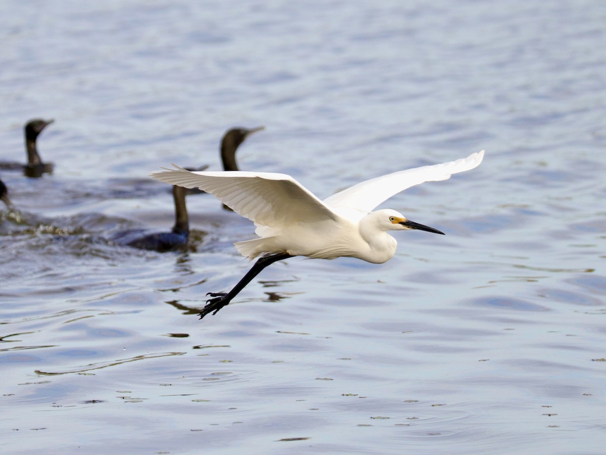 Little Egret - Trumpygirl *