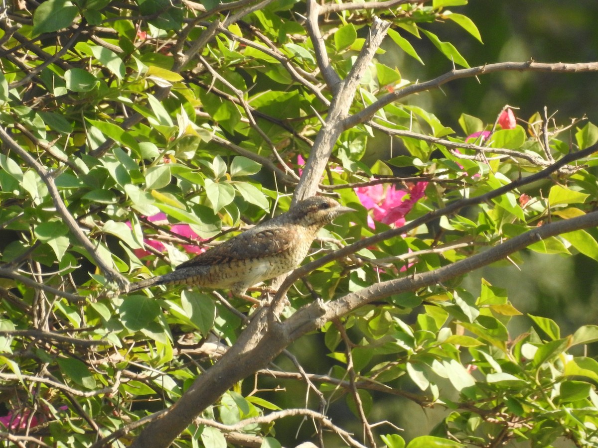 Eurasian Wryneck - ML202138311