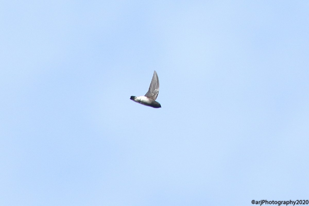 White-rumped Spinetail - Rahul  Singh