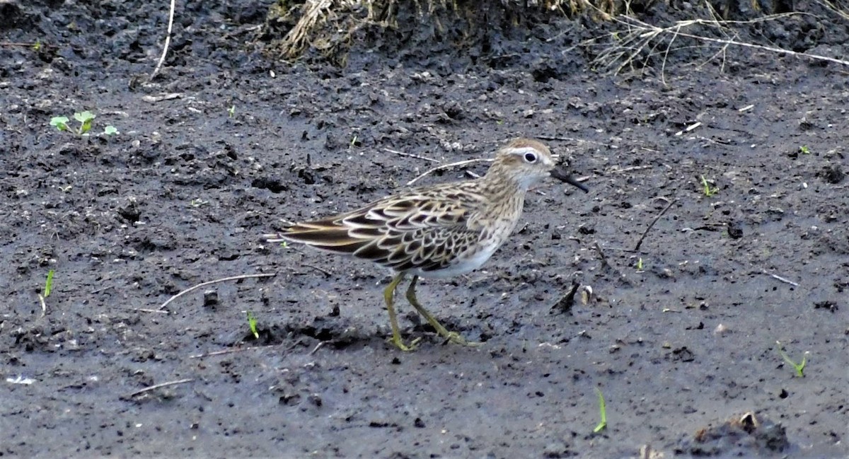 Sharp-tailed Sandpiper - ML202138781